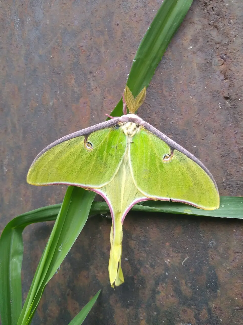 u球体育